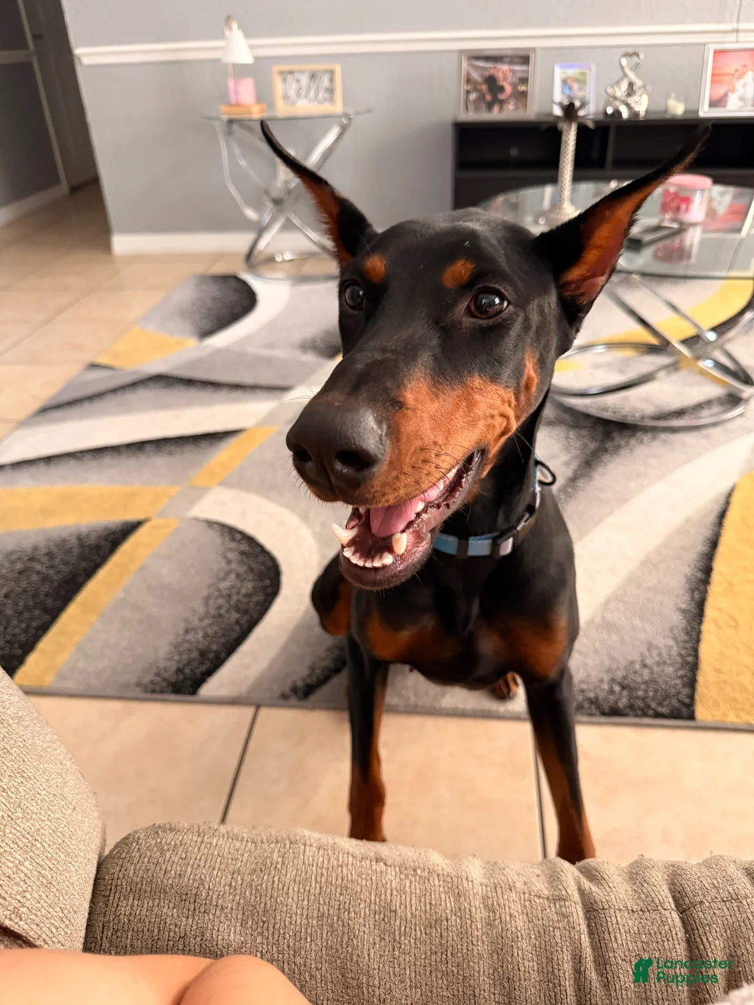 Doberman Pinscher dogs for sale: Doberman Pinscher Puppy 1 - Ad 1