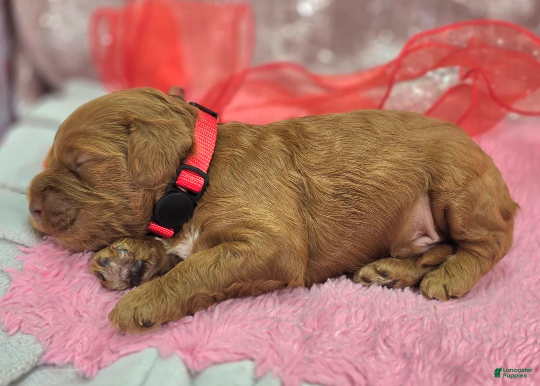 Cockapoo dogs for sale: Rime - Ad 2