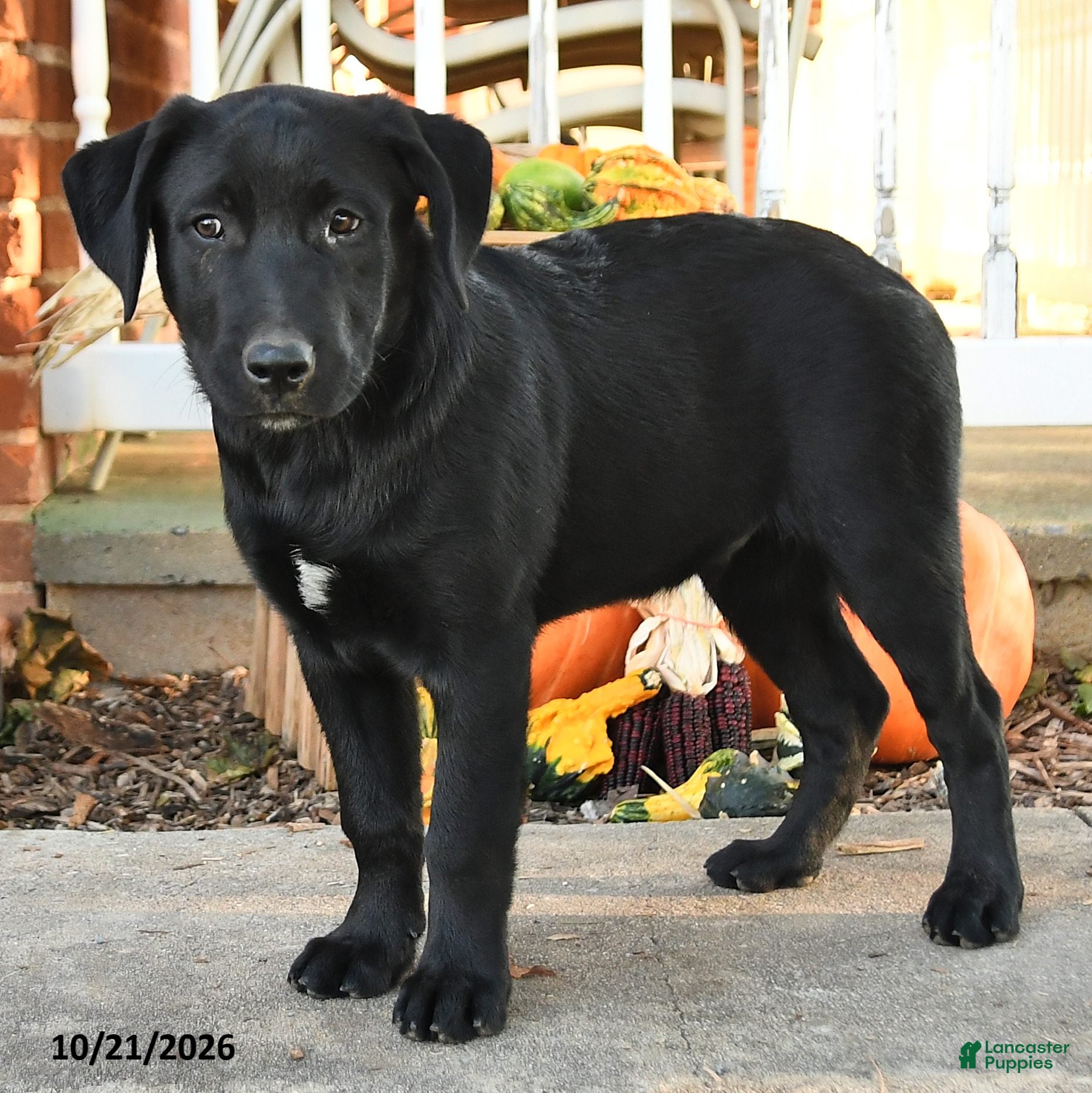 Mixed Breed dogs for sale: Blinky - Ad 2