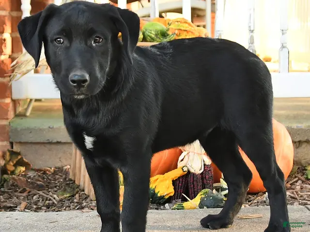 Mixed Breed dogs for sale: Blinky - Ad 2