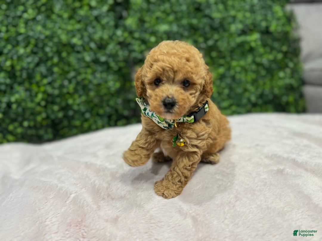 Toy Poodle dogs for sale: Max - Ad 3