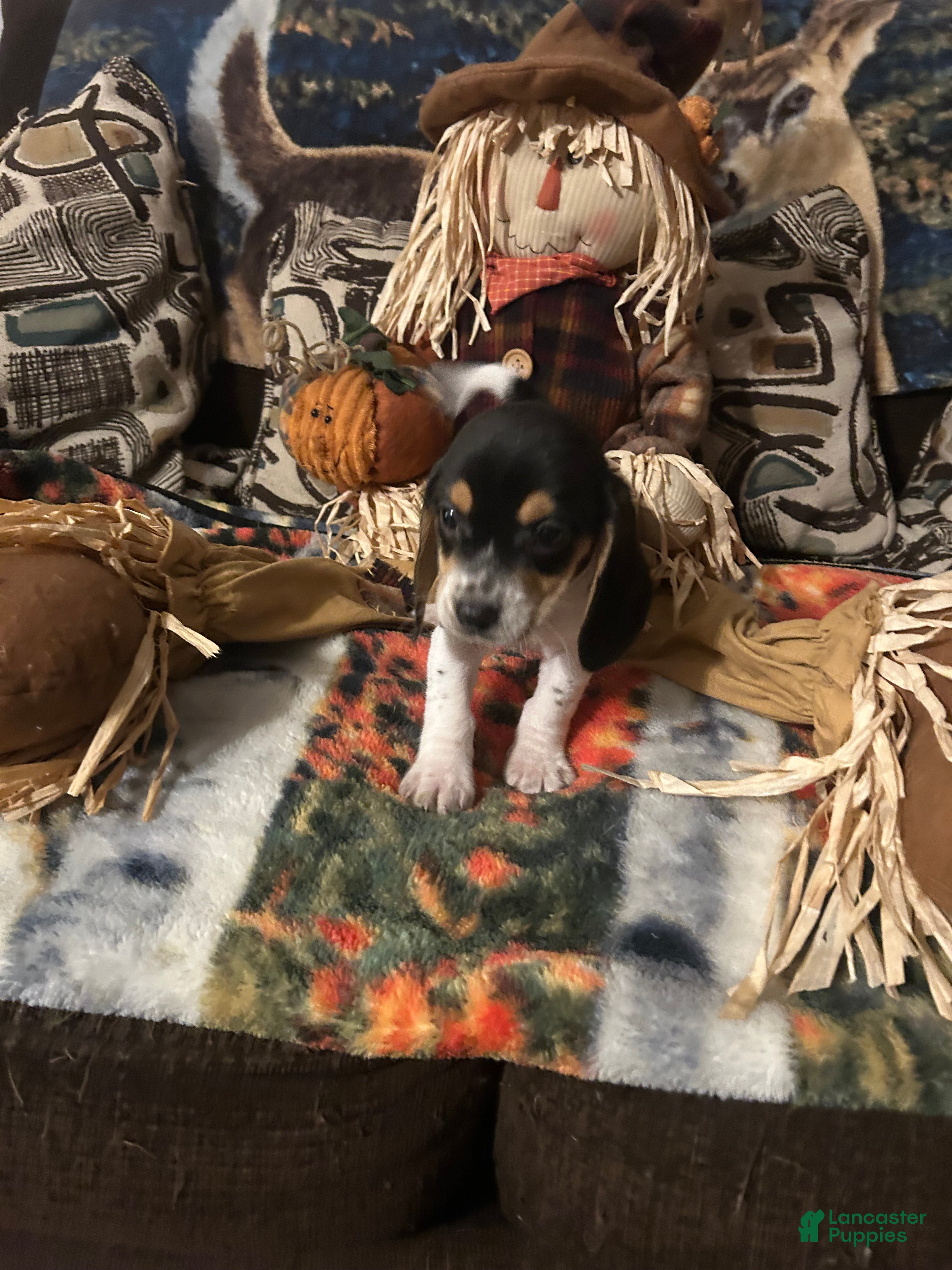 Beagle dogs Beagle Puppy 1 - Ad 19