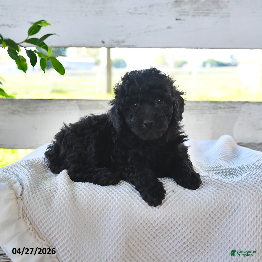 Miniature Poodle dogs for sale: Blackie - Ad 3