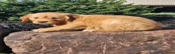 Golden Retriever dogs for sale: Chloe - Ad 6