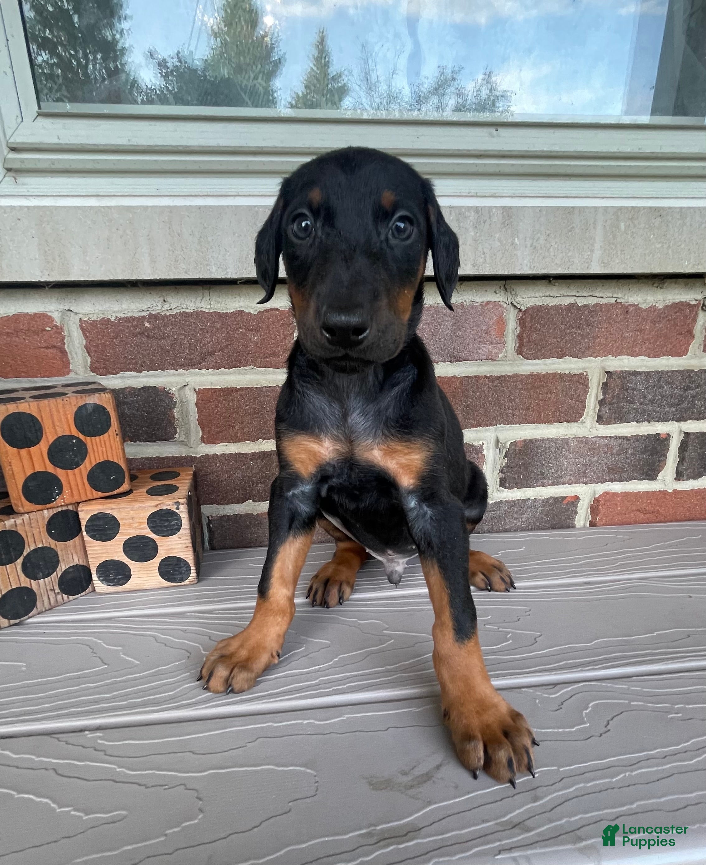 Doberman Pinscher dogs Angel - Ad 2