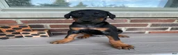 Doberman Pinscher dogs for sale: Angel - Ad 2