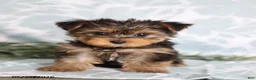 Yorkshire Terrier dogs for sale: Mitzi - Ad 5