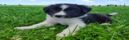 Border Collie dogs for sale: Finnley  - Ad 6