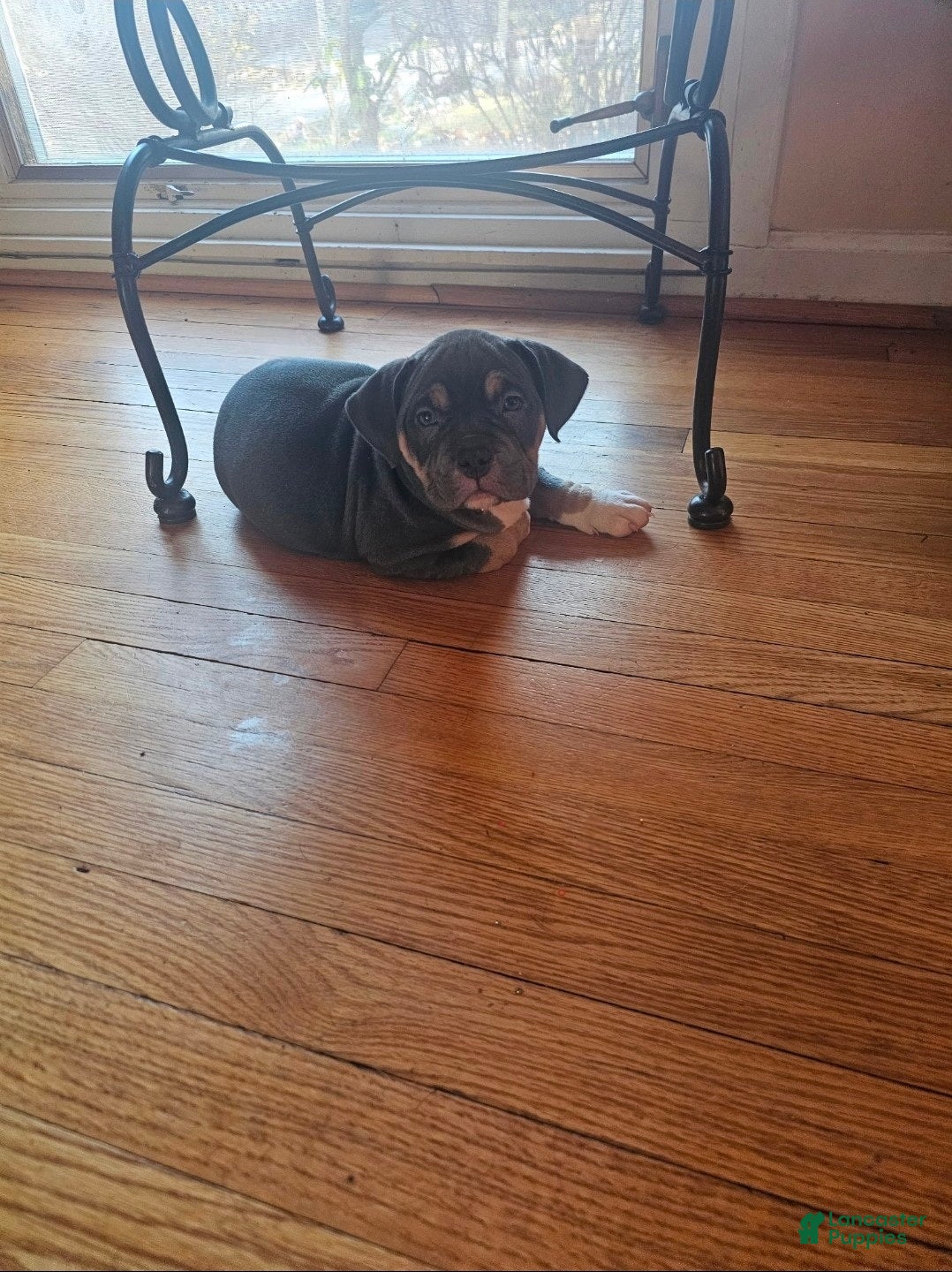 American Bully dogs Freya - Ad 2