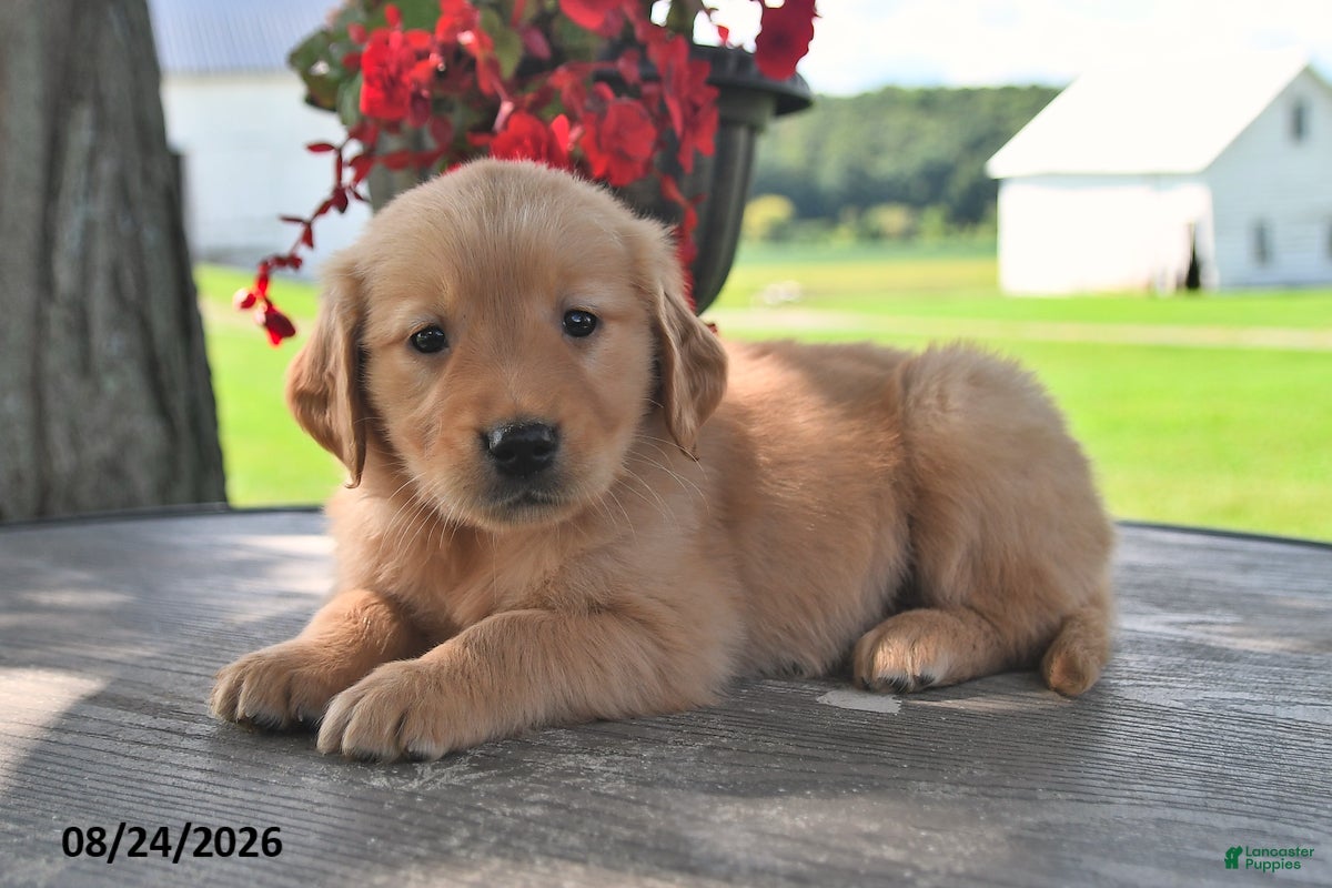 Golden Retriever dogs Tootsie - Ad 1
