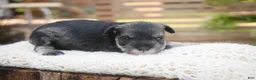 Miniature Schnauzer dogs for sale: Georgia Miniature Schnauzer - Ad 3