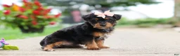 Yorkiepoo dogs for sale: Riot - Ad 4