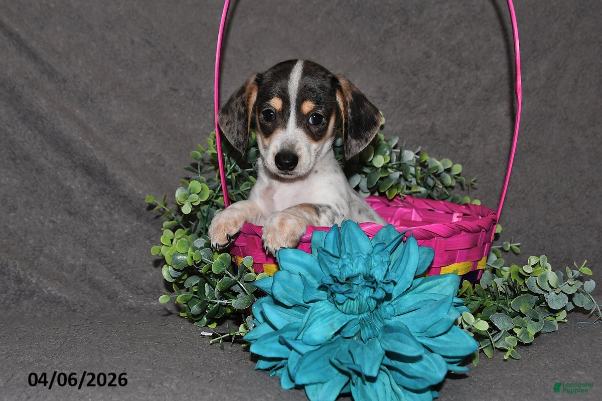 Miniature Dachshund dogs Chief - Ad 2