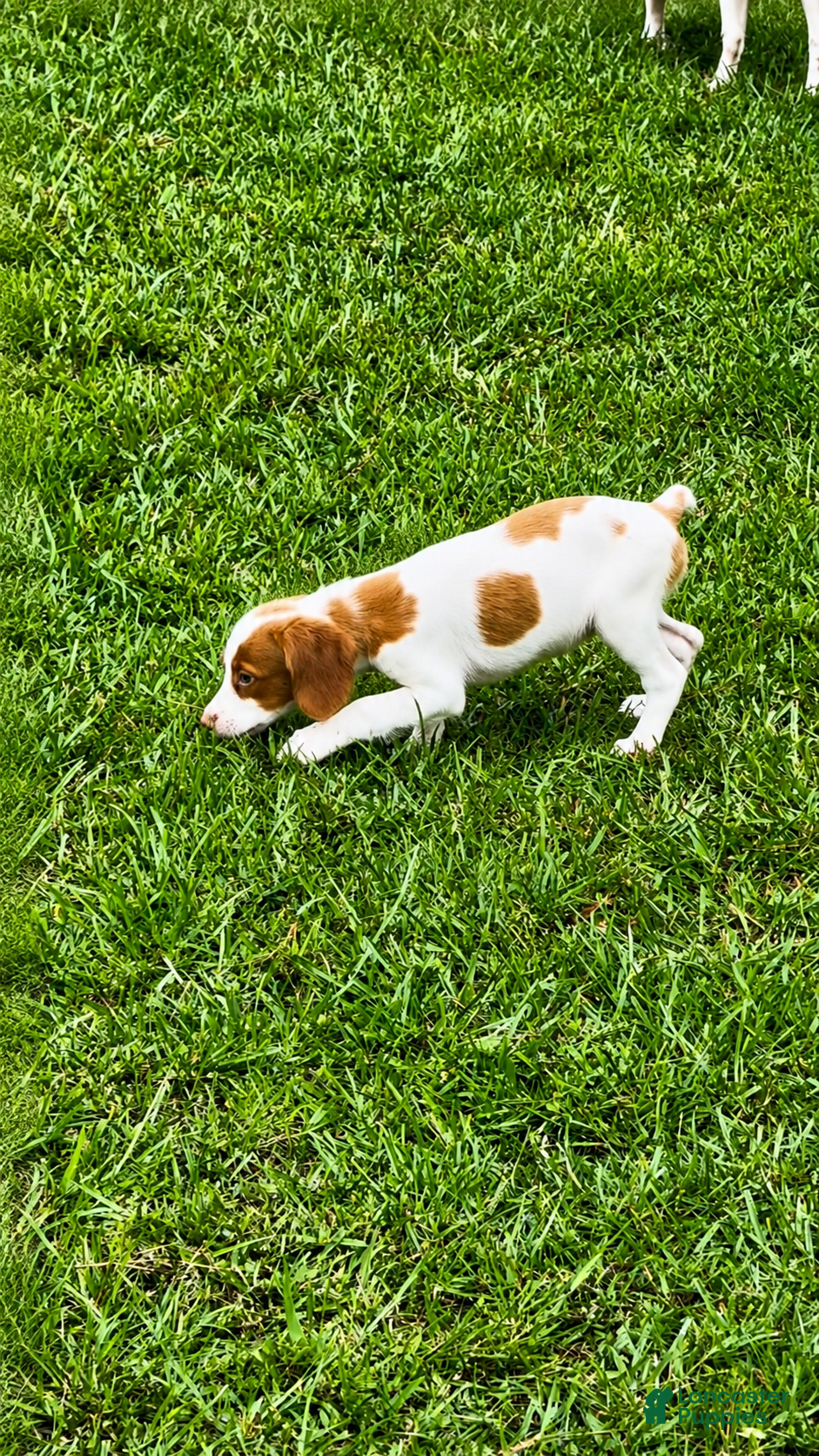 Brittany Spaniel dogs Callie - Ad 1