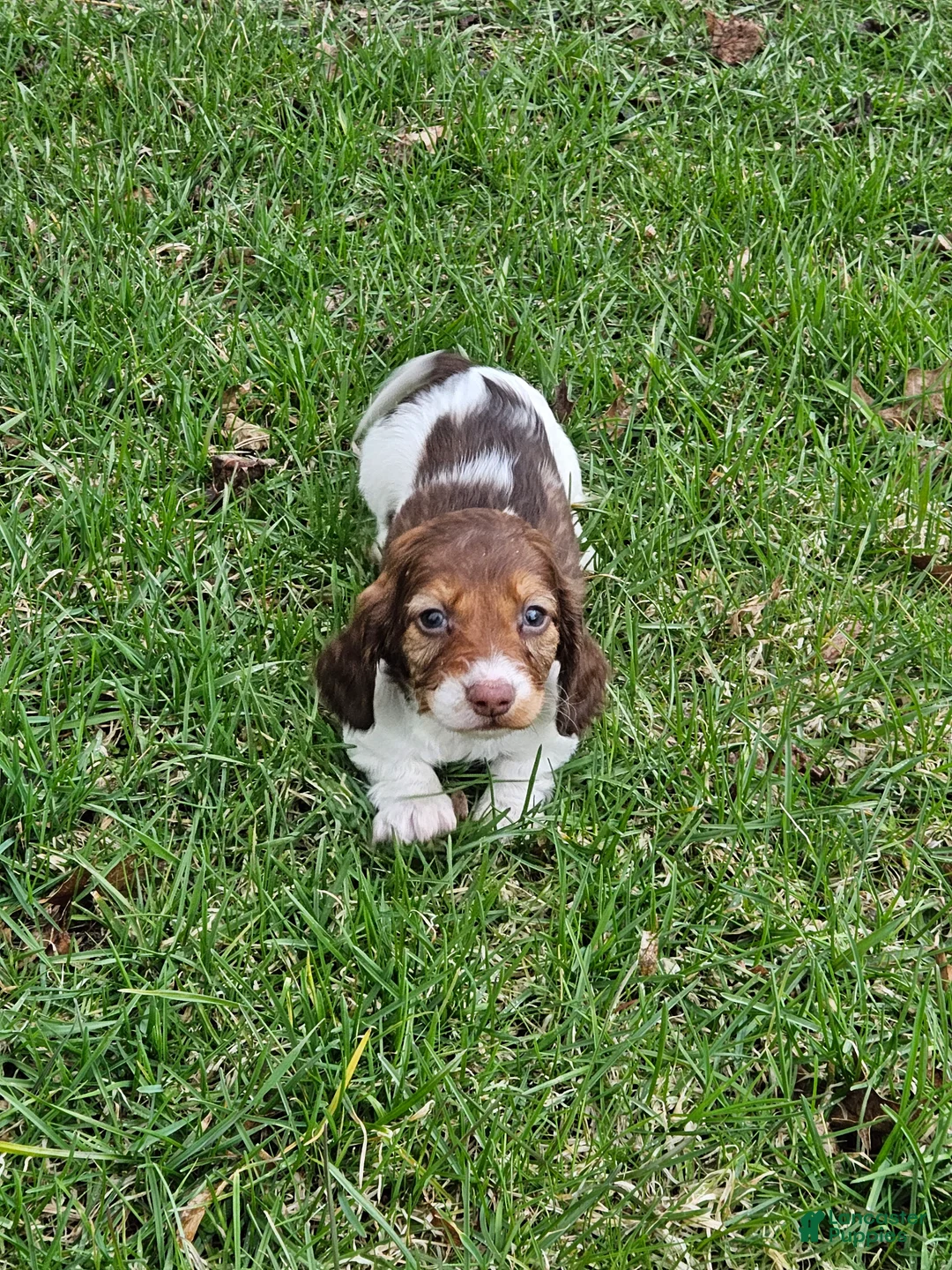 Miniature Dachshund dogs for sale: Willow - Ad 2