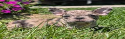 French Bulldog dogs for sale: French Dressing - Ad 4