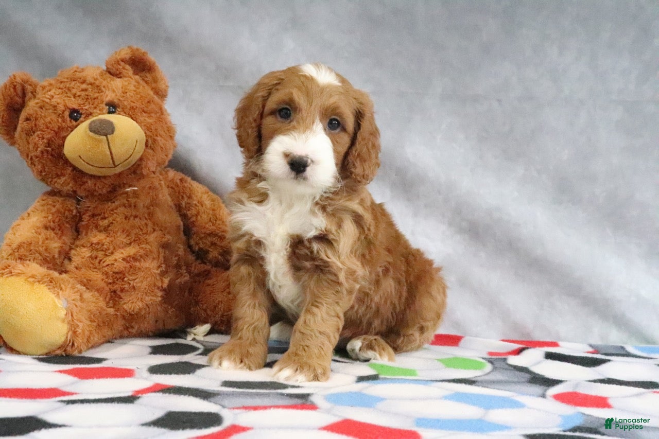 Mini Goldendoodle dogs Conner - Ad 1
