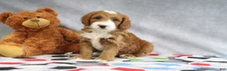 Mini Goldendoodle dogs for sale: Conner - Ad 1