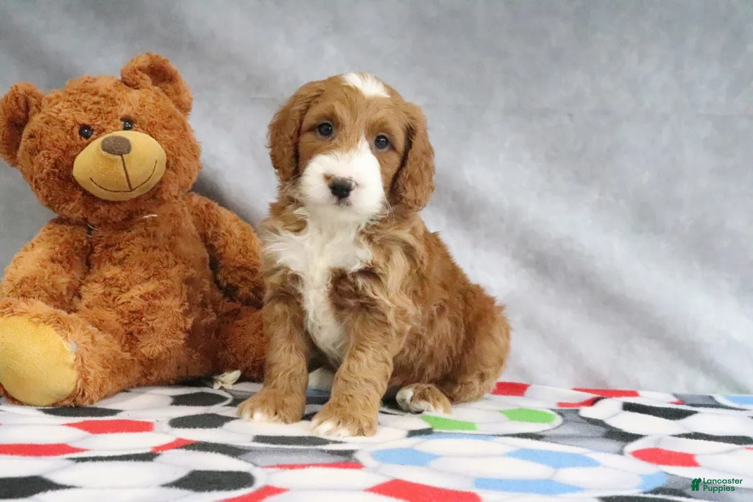 Mini Goldendoodle dogs for sale: Conner - Ad 1