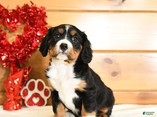 Miniature Bernese Mountain Dog dogs Viola - Ad 4