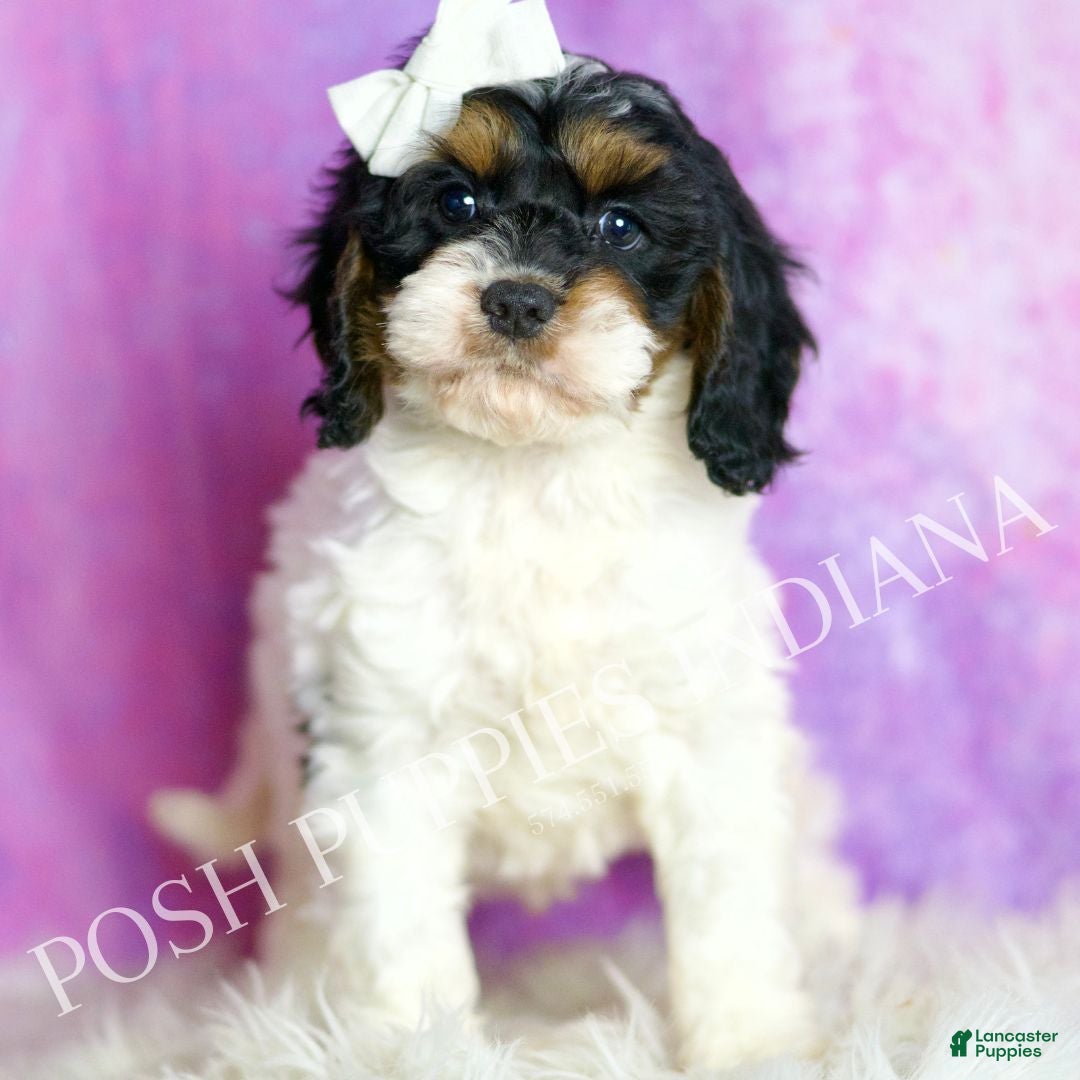 Cavapoo dogs Oliver Adorable Champion Lines Cavapoo - Ad 32