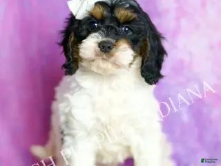 Cavapoo dogs Oliver Adorable Champion Lines Cavapoo - Ad 32