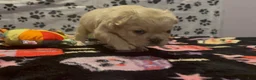 French Bulldog dogs for sale: French Bulldog 3 - Ad 3