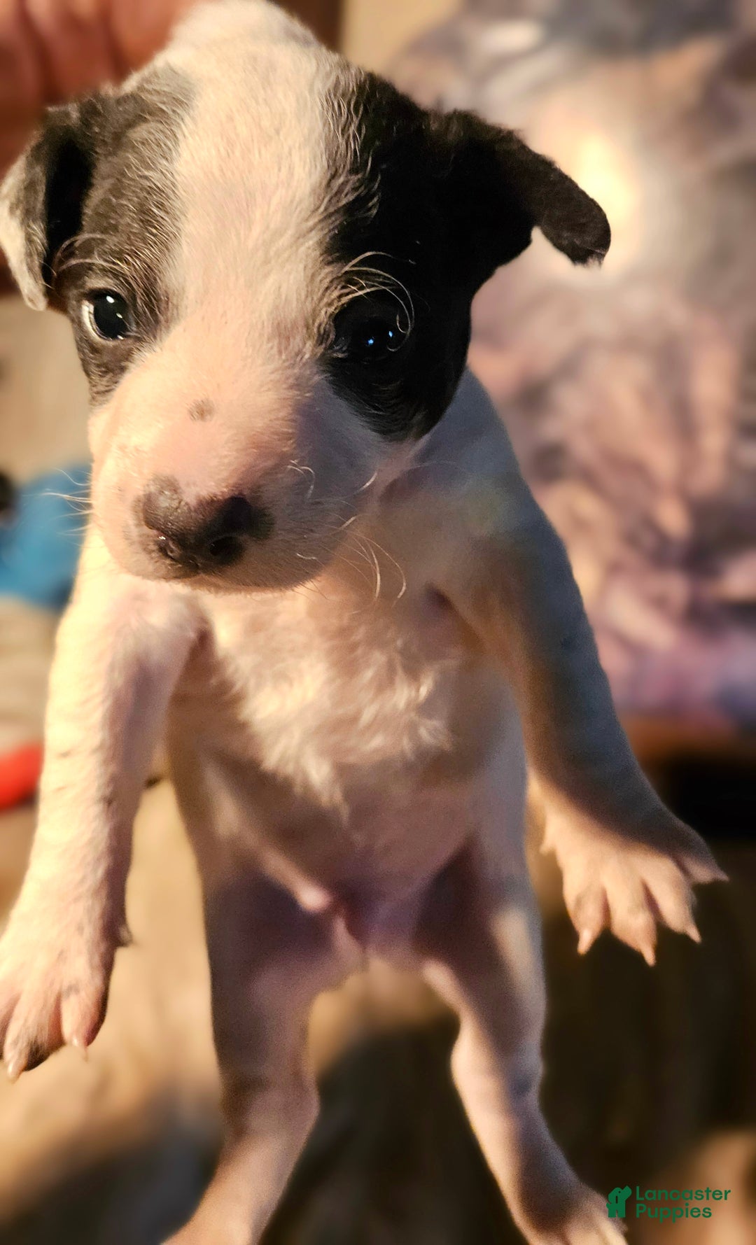 Border Collie dogs for sale: Rocky (Call-Text) - Ad 16