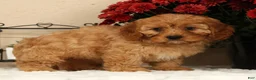 Cavapoo dogs for sale: Amber - Ad 7