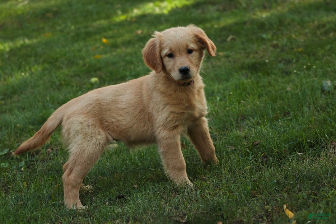 Golden Retriever dogs Meg Golden Retriever  - Ad 2