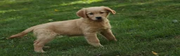 Golden Retriever dogs for sale: Meg Golden Retriever  - Ad 2