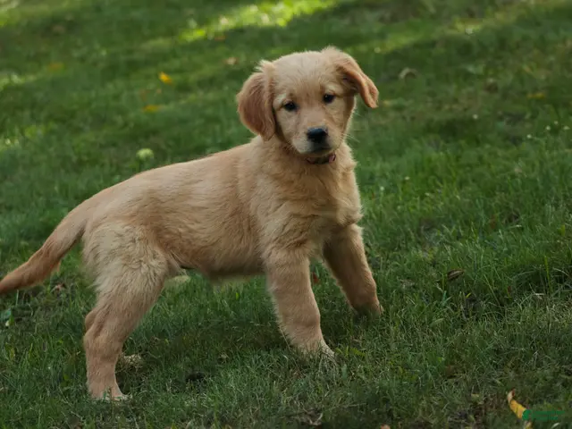 Golden Retriever dogs for sale: Meg Golden Retriever - Ad 2