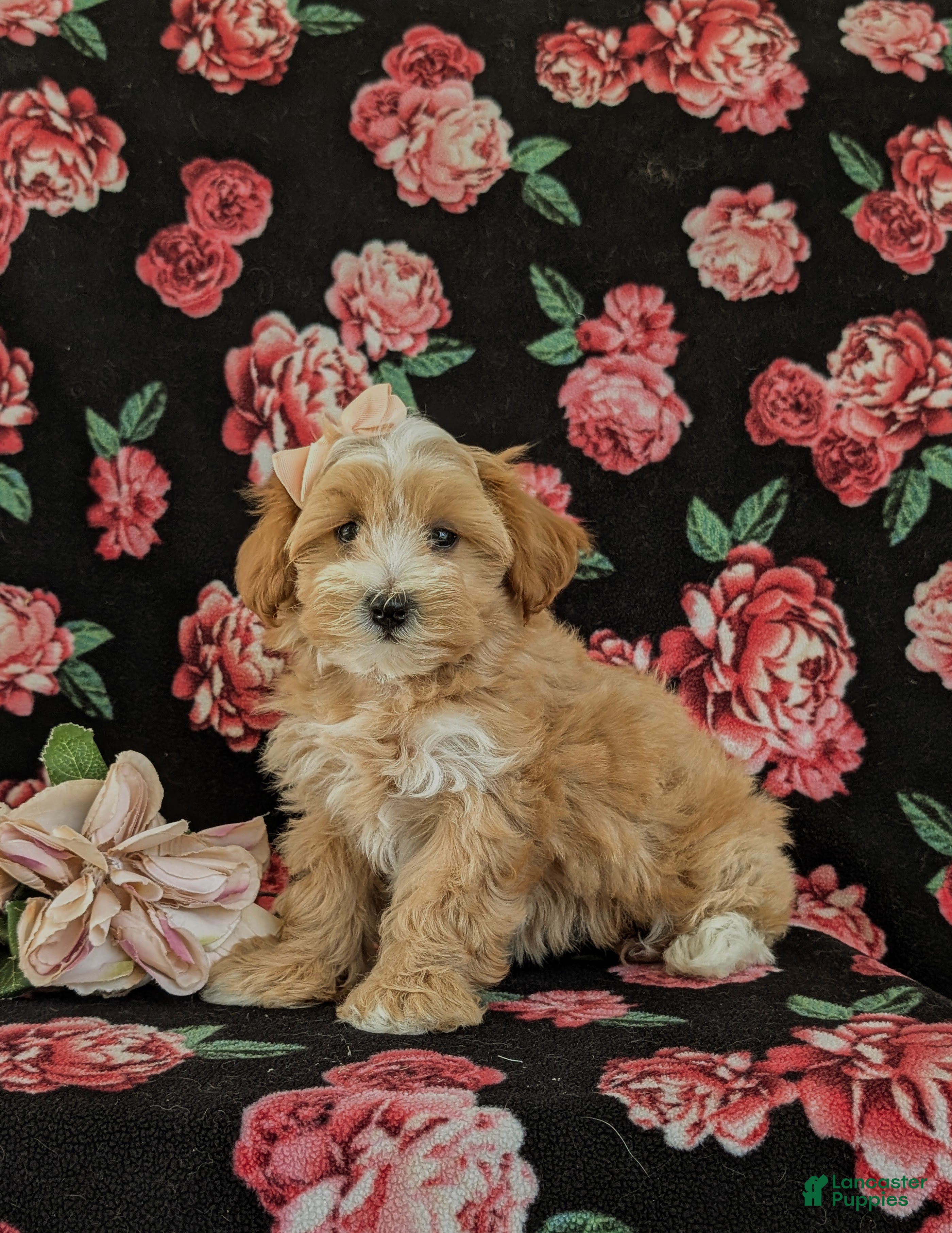 Maltipoo dogs Serefina 7 lbs Full Grown - Ad 1