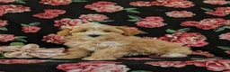 Maltipoo dogs for sale: Serefina 7 lbs Full Grown - Ad 1