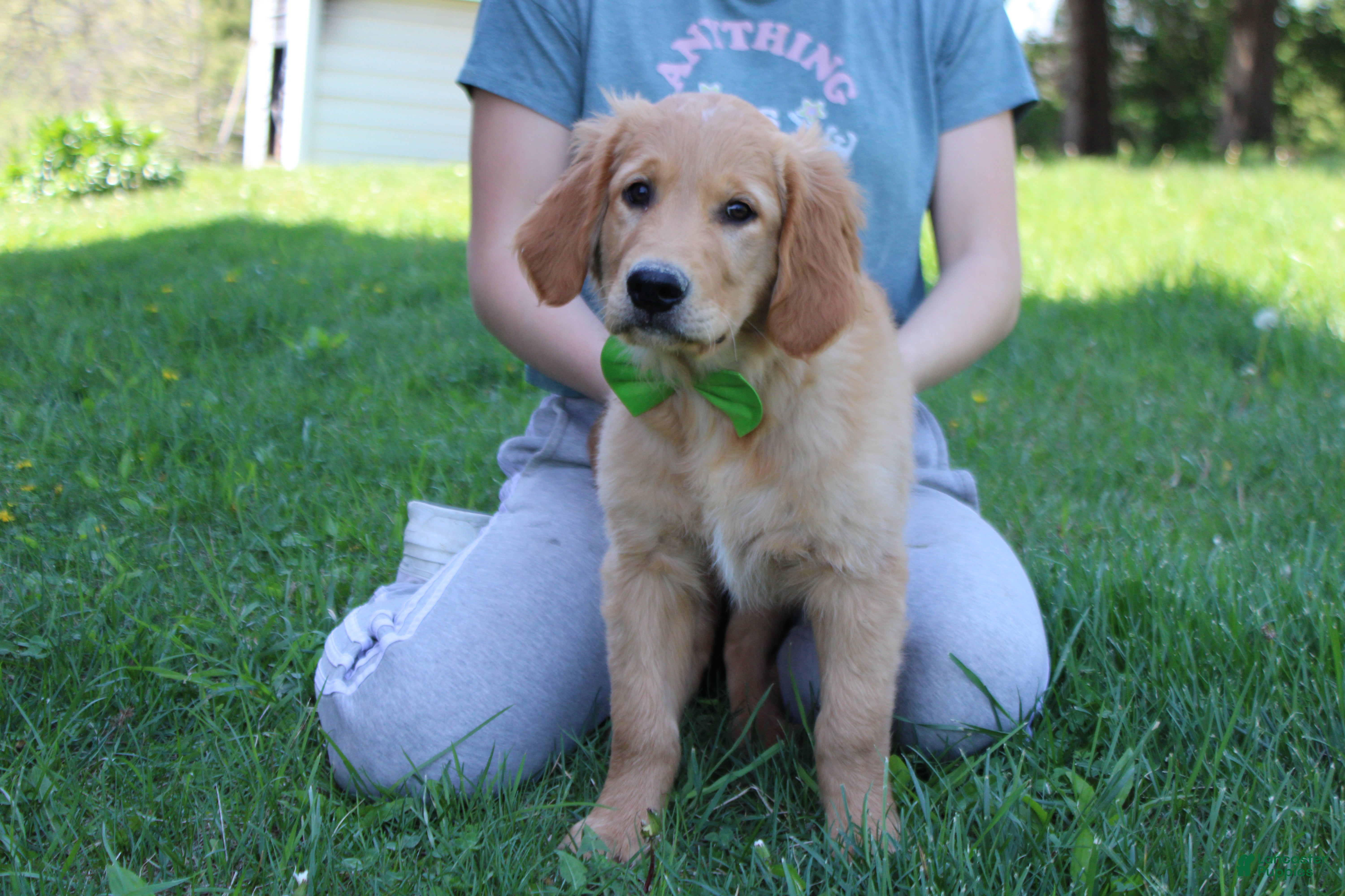Golden Retriever dogs Benji - Ad 16