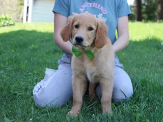 Golden Retriever dogs Benji - Ad 16