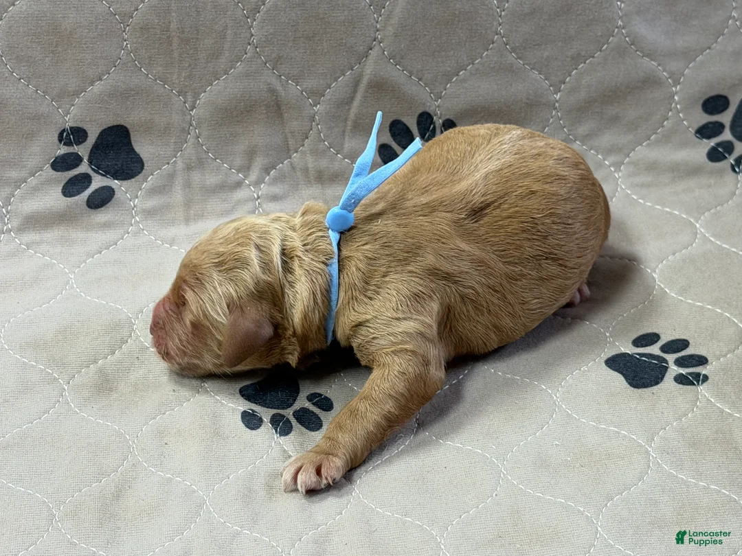 Goldendoodle dogs for sale: Blue - Goldendoodle Puppy 1 - Ad 3