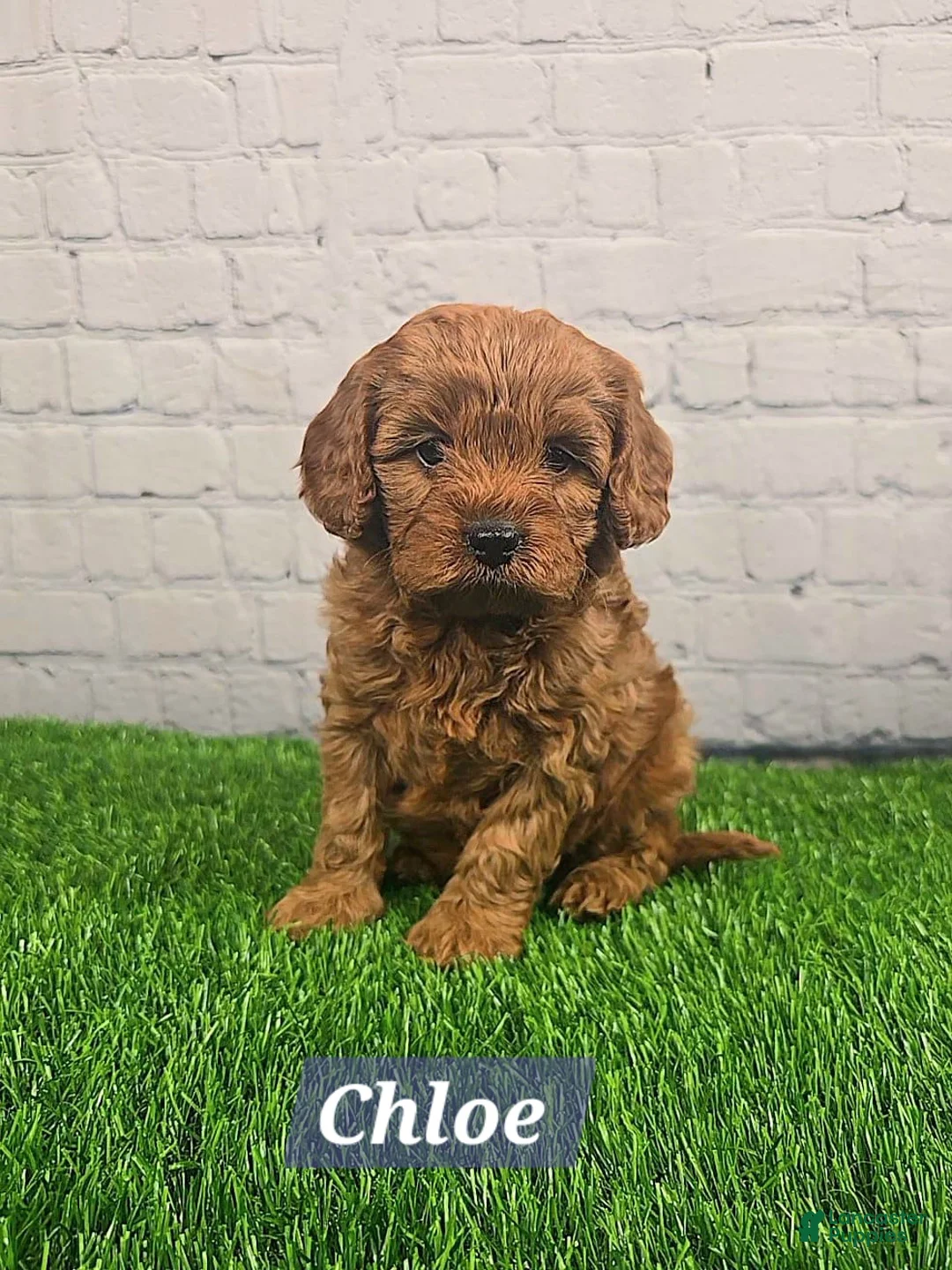 Cavapoo dogs for sale: Chloe  - Ad 1