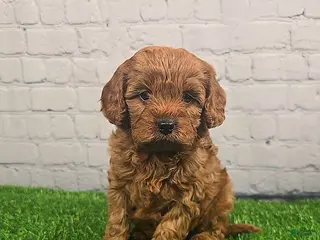 Cavapoo dogs Chloe - Ad 13