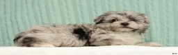 Pomapoo dogs for sale: Parker - Ad 5