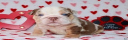English Bulldog dogs for sale: Coco - Ad 3