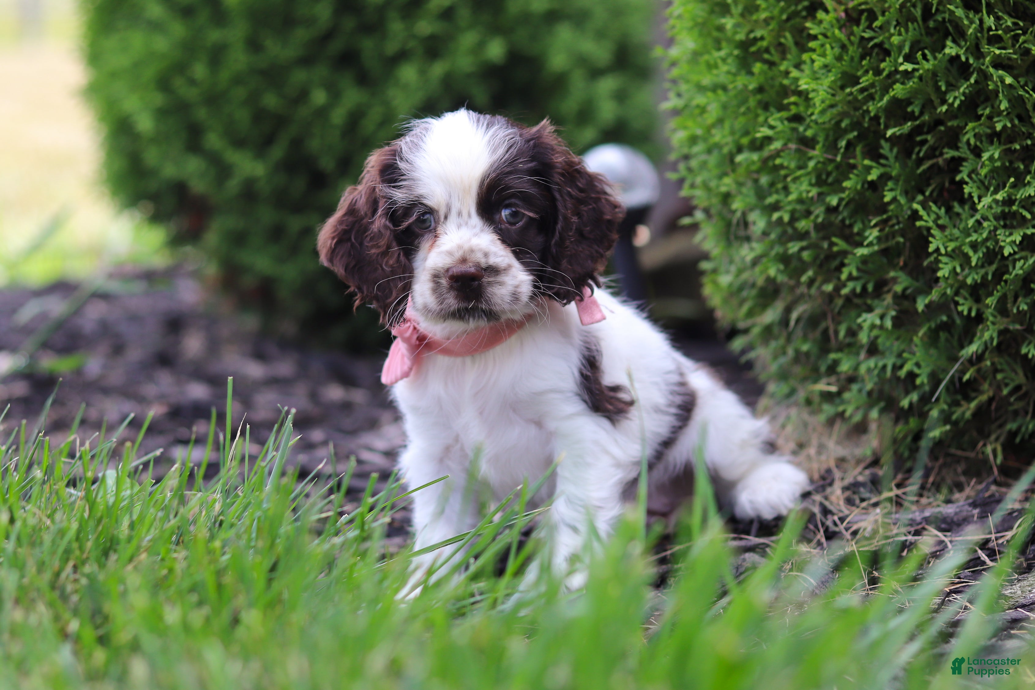 Cocker Spaniel dogs Byrdie - Ad 2