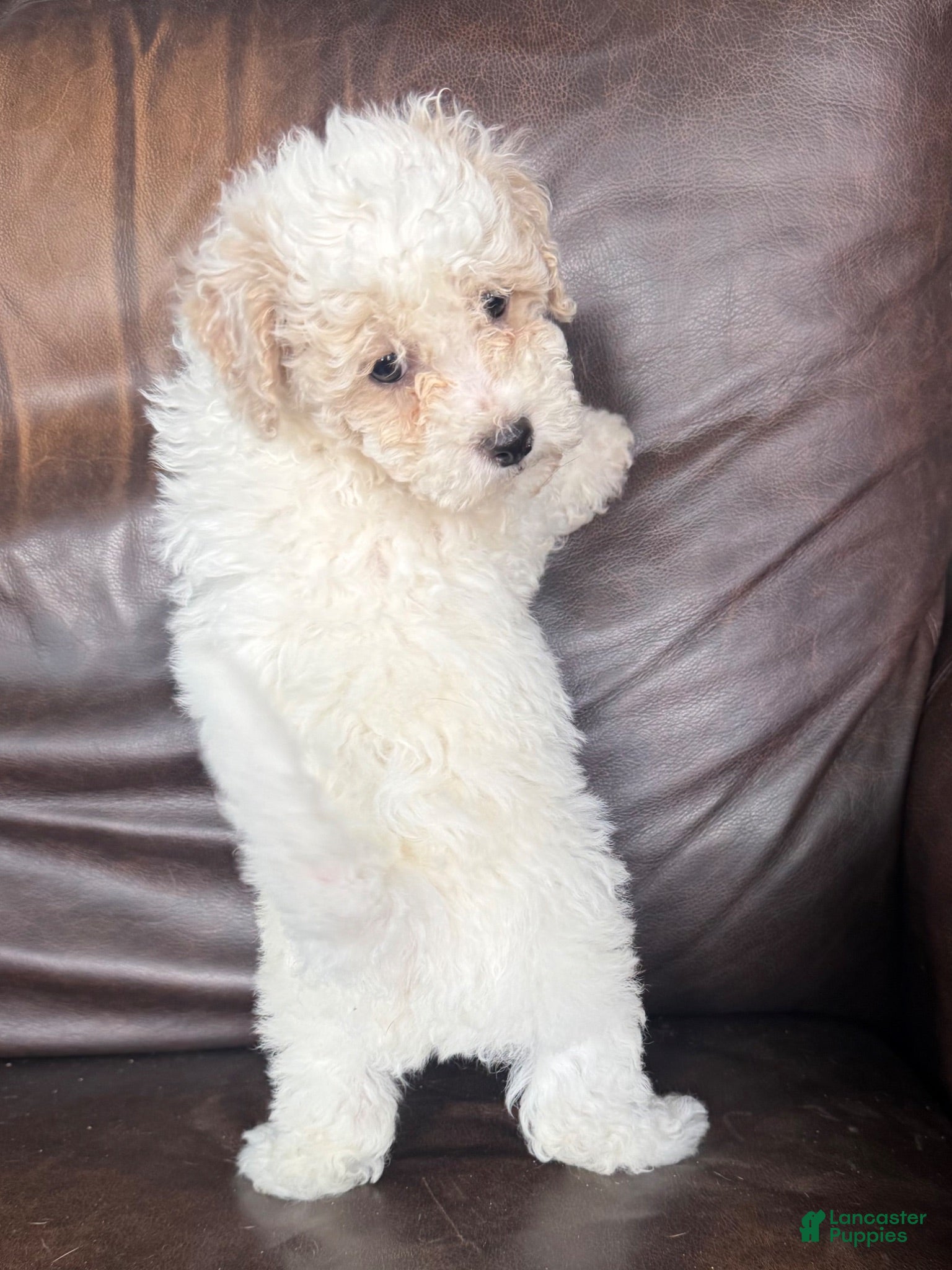 Bichpoo dogs Bentley - Ad 1