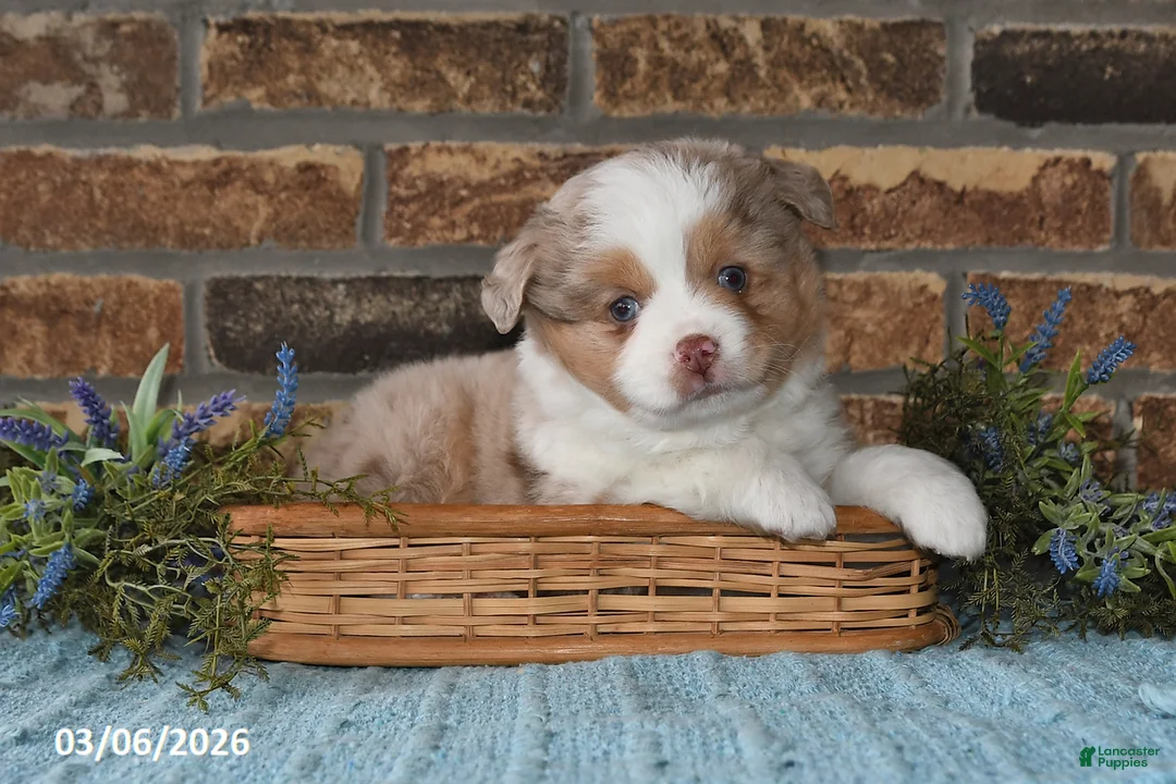 Miniature Australian Shepherd dogs for sale: Frankie - Ad 1