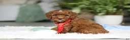 Cavapoo dogs for sale: Bear - Ad 9