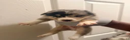 Mixed Breed dogs for sale: Brookie - Ad 14