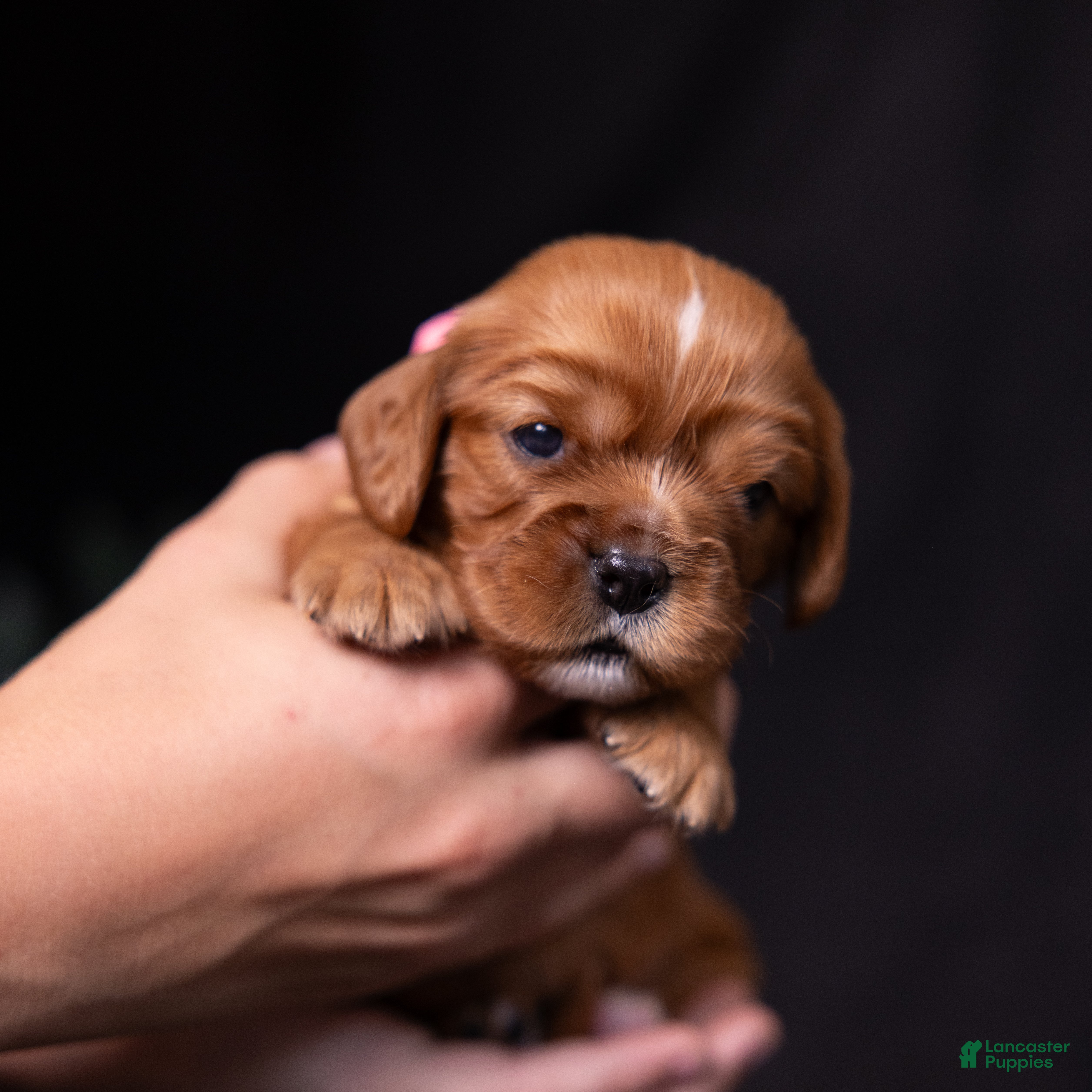 Cavalier King Charles Spaniel dogs Marie - Ad 2