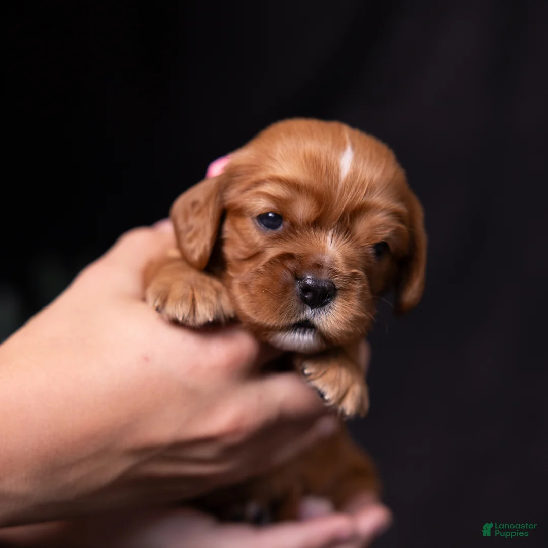 Cavalier King Charles Spaniel dogs for sale: Marie - Ad 2