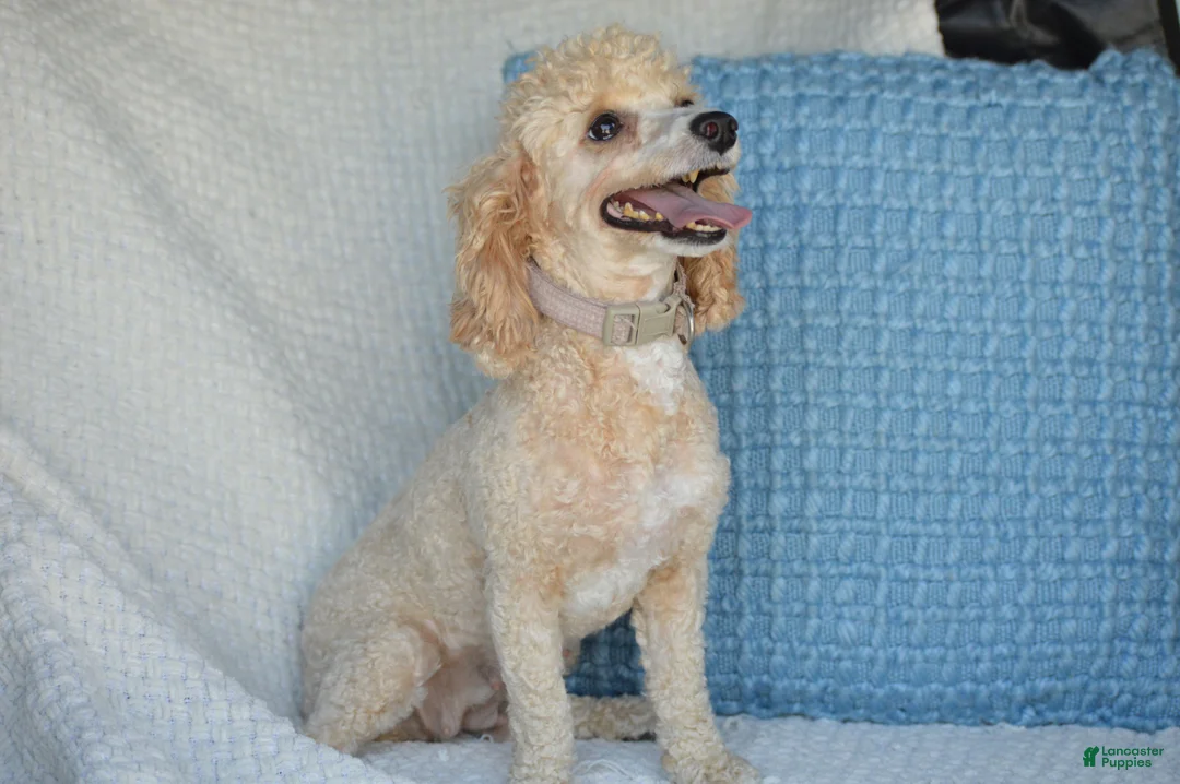Miniature Poodle dogs for sale: Sasha - Ad 4