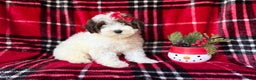 Yorkiepoo dogs for sale: Puddin - Ad 5